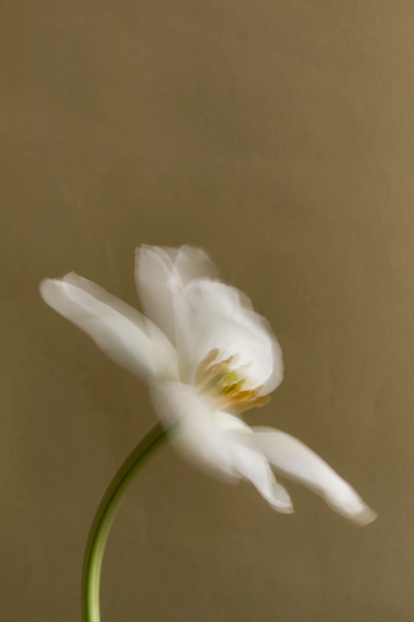 A single white tulip on a curved stem against a warm olive background