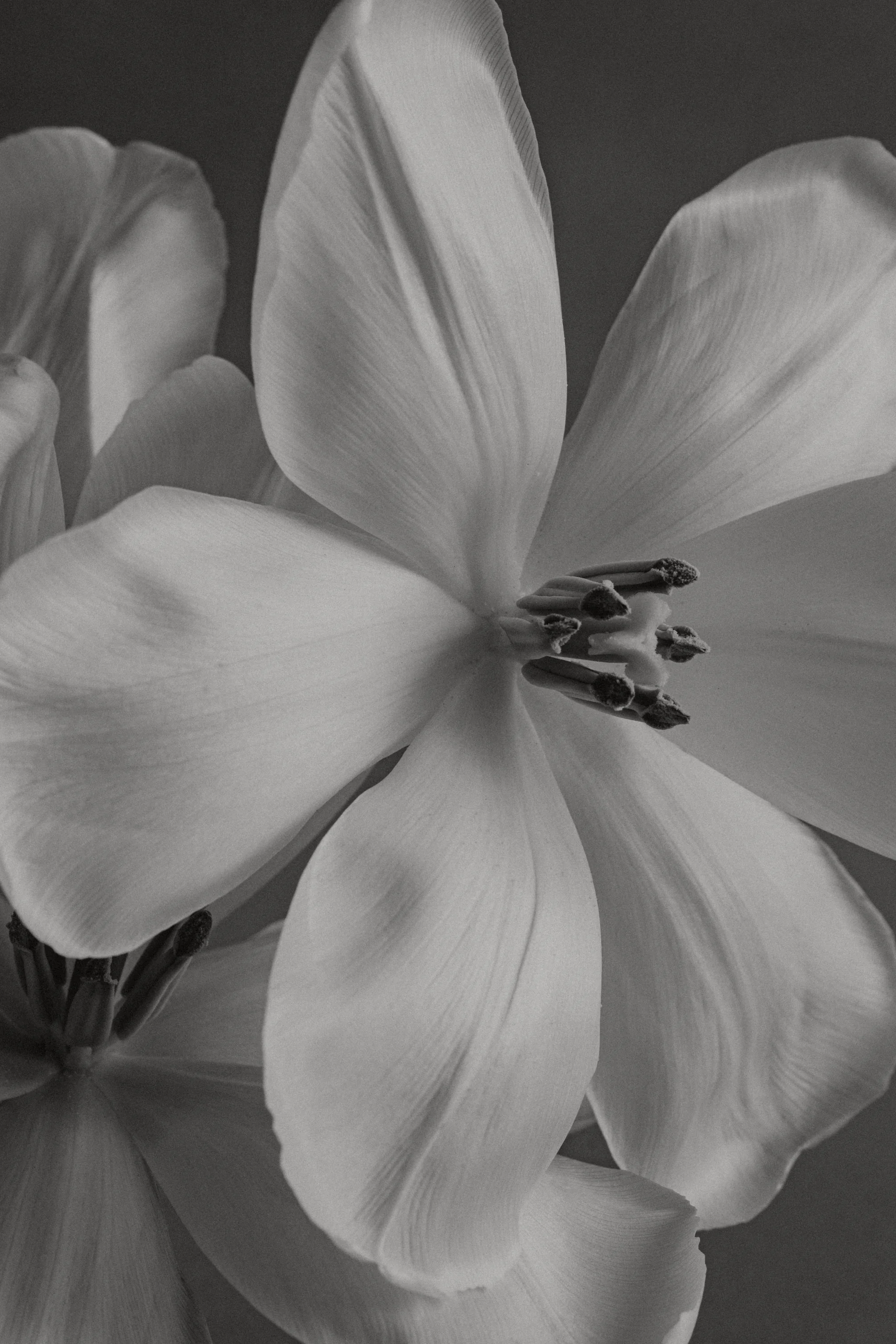 Black-and-white close-up of layered white tulip petals